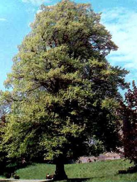 Platane à Feuilles D érable Platanus Acerifolia Le Jardin Du Pic Vert