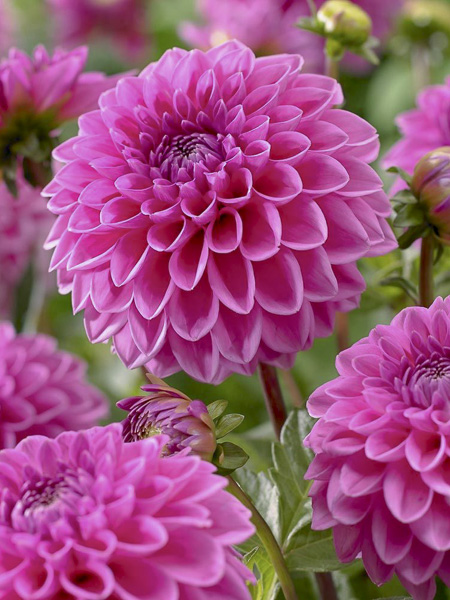 Dahlia pompon 'Pink Sylvia