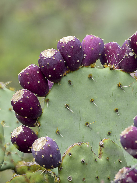 Tout savoir sur le cactus raquettes !