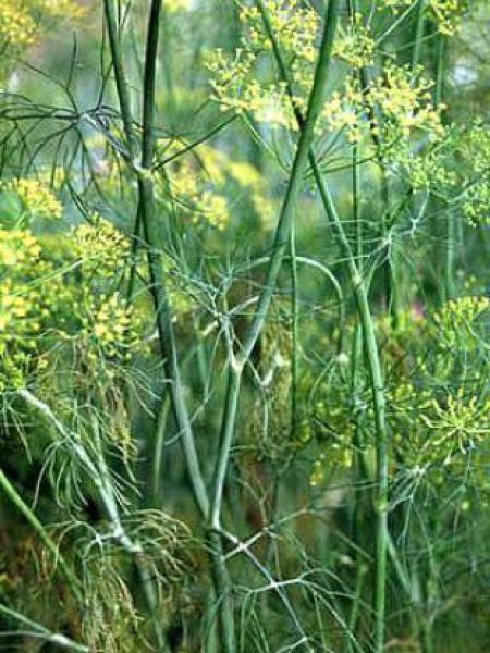 Aneth, Fenouil bâtard - Anethum graveolens - Le Jardin du Pic Vert