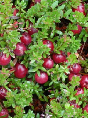 Canneberge à gros fruits, Airelle à gros fruits, Cranberry : planter,  cultiver, récolter