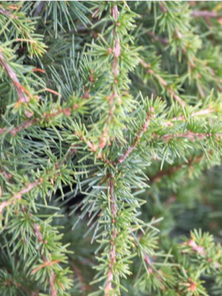 Kit cadeau - cèdre du liban - 20 graines - cedrus libani