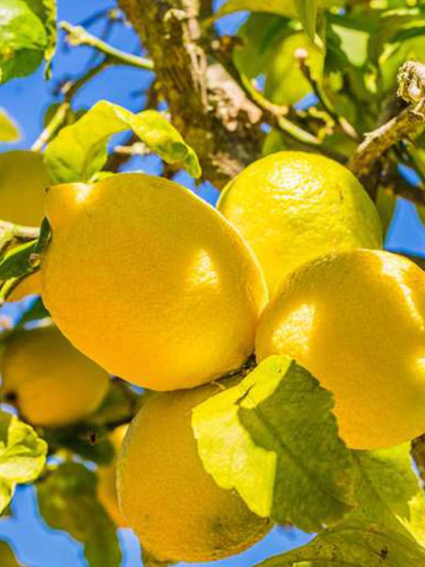 Citronnier des 4 saisons - Citrus limon – Citrons à chair jaune vert