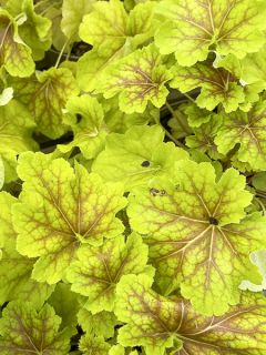 Heuchera Happy Flames - Heuchère