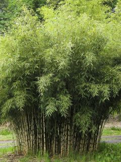 Bambou Fargesia Rufa - Vente en ligne de plants de Bambou Fargesia Rufa pas  cher