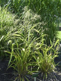 Phaenosperma globosa