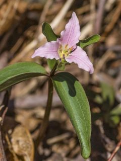 Trillium pusillum -Trille nain