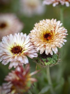 Souci des jardins 'Pygmy Buff'