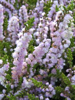 Bruyère d'été - Calluna vulgaris Marleen 