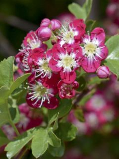 Aubépine 'Crimson Cloud'