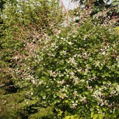 Aubépine 'Gireoudii'