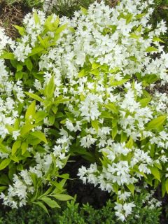 Deutzia 'Variegata'