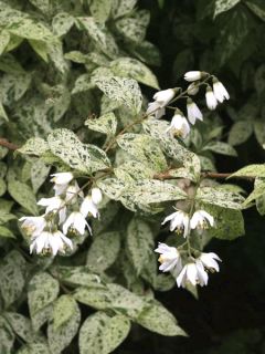 Deutzia 'Punctata'