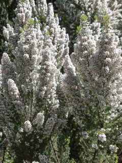 Bruyère en arbre 'Alpina'