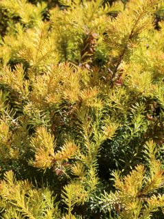 Erica carnea Golden Starlet - Bruyère des neiges blanche