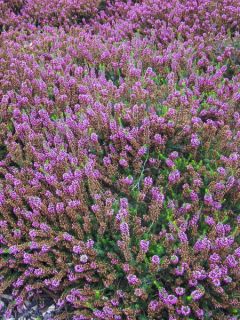 Erica cinerea C.G Best - Bruyère cendrée rose foncé