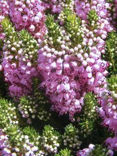 Erica cinerea C.G Best - Bruyère cendrée rose foncé