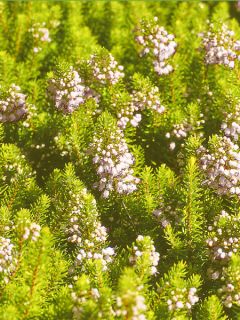 Erica cinerea C.G Best - Bruyère cendrée rose foncé