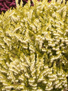 Erica x darleyensis Eva Gold - Bruyère d'hiver