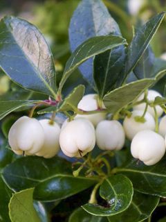 Gaultheria procumbens Color Surprise 