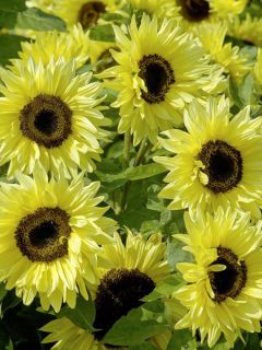 Soleil, Tournesol 'Garden Statement'