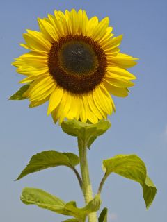 Soleil, Tournesol 'Titan'