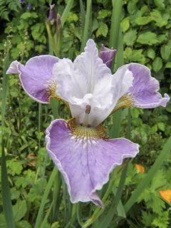 Iris sibirica Tipped in Blue - Iris de Sibérie