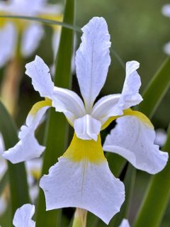 Iris sibirica Tipped in Blue - Iris de Sibérie