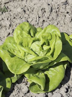 Laitue pommée 'Gustav's Salad'