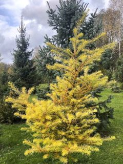 Mélèze du Japon 'Magic Gold'