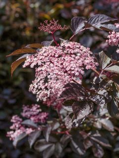 Sureau noir 'Guincho Purple'