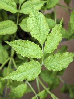 Sureau noir panaché - Sambucus nigra Variegata