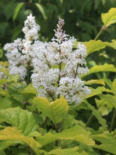 Lilas 'Aurea'