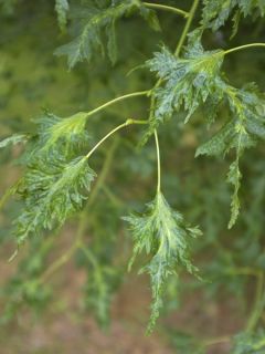 Tilia platyphyllos Rubra - Tilleul à grandes feuilles