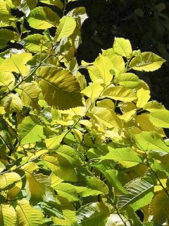 Ulmus minor - Orme champêtre 