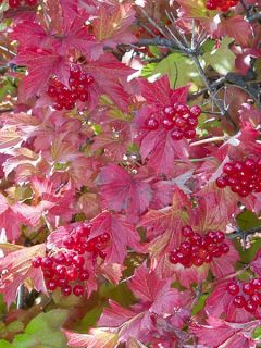 Viorne trilobée - Viburnum trilobum Bailey Compact®