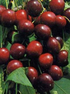 Cerisier Bigarreau Burlat - Gobelet en conteneur - Prunus avium