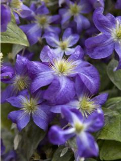 Clematite Jenny - Clematis