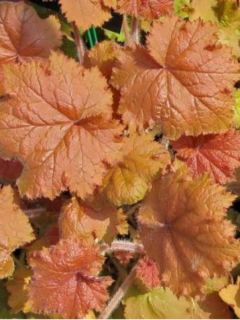 Heuchere - Heuchera Kassandra