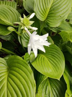 Hosta plantaginea 'venus