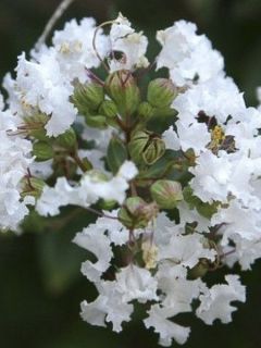 Lilas des Indes Pixie White - Lagerstroemia indica