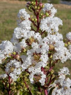 Lilas des Indes - Lagerstroemia indica Virgin With Love