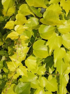 Vigne vierge - Parthenocissus tricuspidata Fenway Park