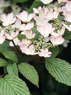 Viorne, Viburnum Plicatum Pink Beauty