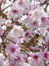 Cerisier à Fleurs du Japon Subhirtella - Déco du jardin à Reims