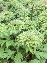 Anemone nemorosa Virescens - Anémone des bois