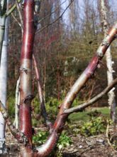 Betula albosinensis Blason - Bouleau de Chine