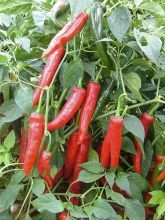 Piment de Cayenne Impala - Capsicum frutescens en plant