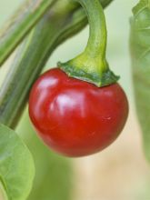 Piment Red Cherry Small Bio - Ferme de Sainte Marthe