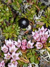 Empetrum nigrum - Camarine noire